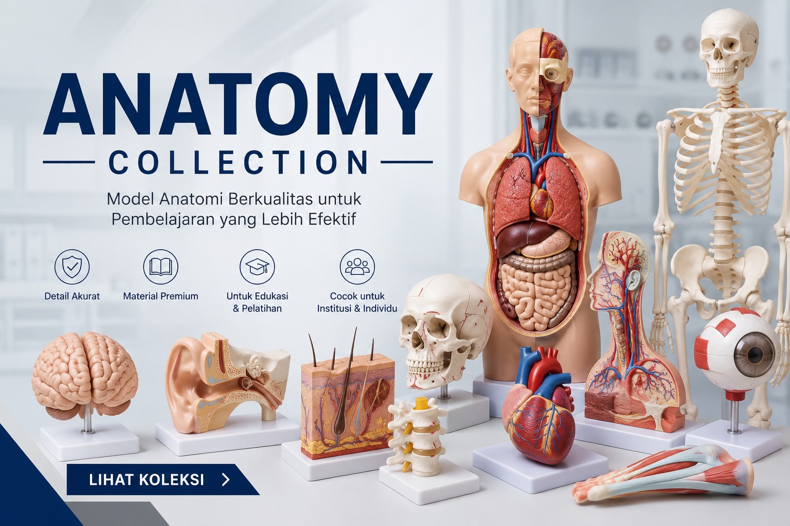 Anatomy Model
