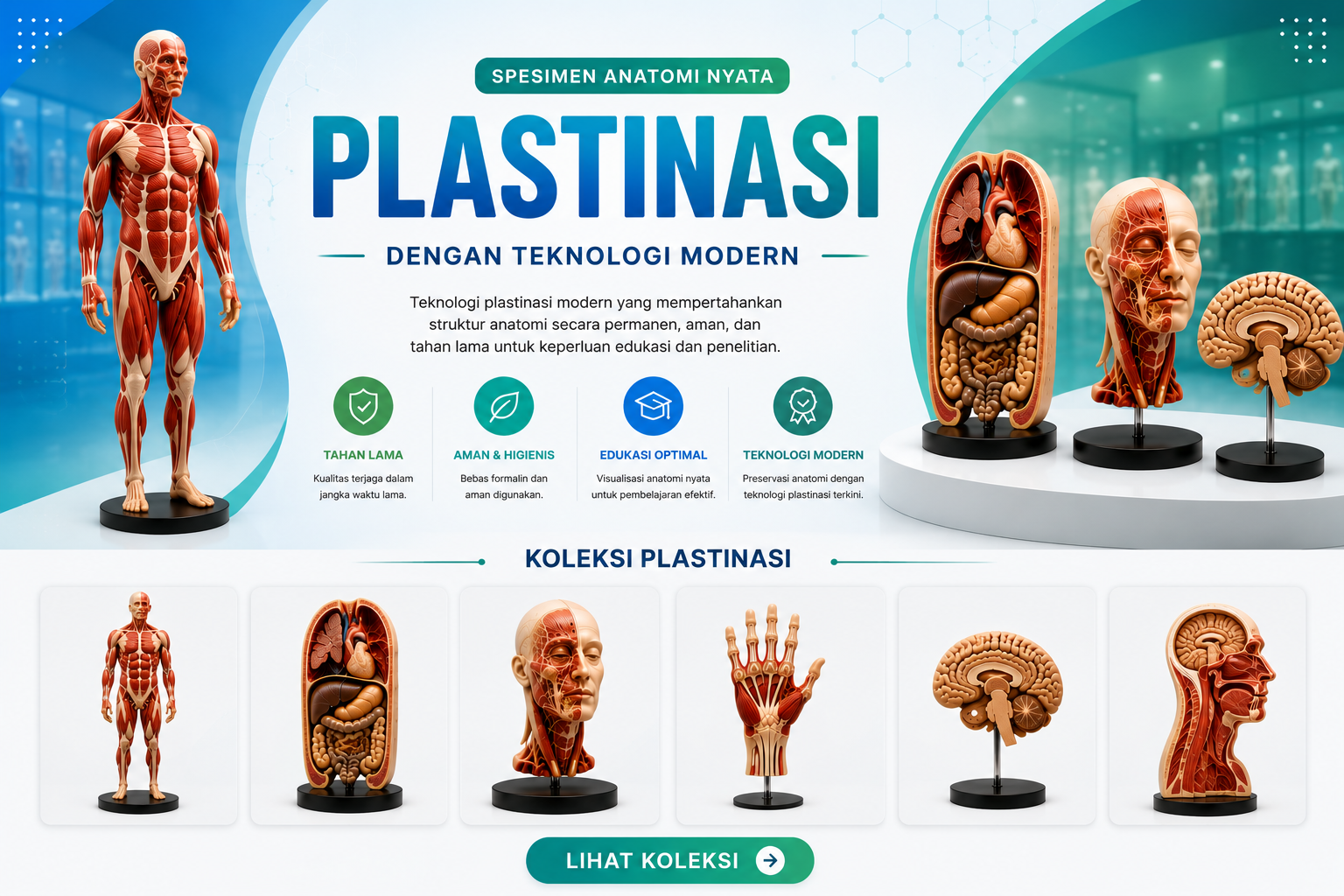 Plastinasi